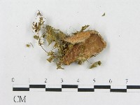 登錄號:F0003658藏品圖，第3張