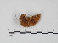 登錄號:F0003659藏品圖，第1張