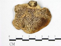 登錄號:F0003660藏品圖，第3張