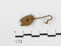 登錄號:F0003661藏品圖，第1張