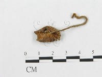 登錄號:F0003661藏品圖，第3張