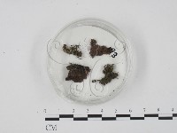 登錄號:F0003662藏品圖，第1張