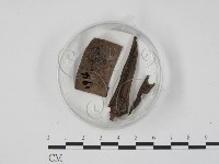 登錄號:F0003663藏品圖，第1張