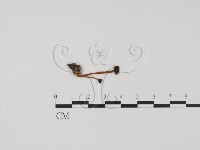 登錄號:F0003664藏品圖，第1張