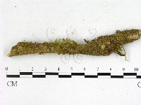 登錄號:F0003665藏品圖，第1張