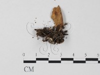登錄號:F0003669藏品圖，第3張