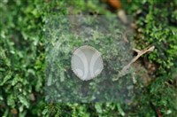登錄號:F0003671藏品圖，第3張