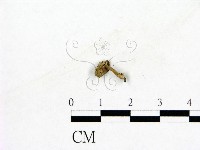 登錄號:F0003672藏品圖，第3張