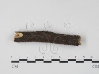 登錄號:F0003673藏品圖，第1張