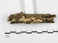 登錄號:F0003674藏品圖，第1張