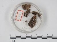 登錄號:F0003676藏品圖，第1張