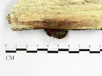 登錄號:F0003677藏品圖，第3張
