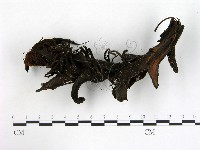 登錄號:F0003680藏品圖，第1張