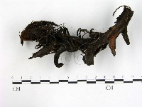 登錄號:F0003680藏品圖，第3張