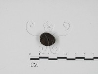 炭角菌屬藏品圖，第3張