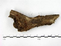 登錄號:F0003686藏品圖，第1張