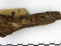 登錄號:F0003686藏品圖，第4張