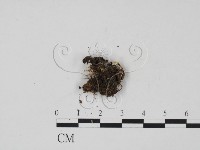 登錄號:F0003687藏品圖，第3張