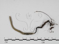 炭角菌屬藏品圖，第3張