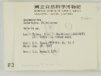 炭角菌屬藏品圖，第2張