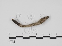 炭角菌屬藏品圖，第1張