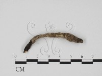 炭角菌屬藏品圖，第3張