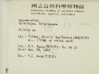 炭角菌屬藏品圖，第2張