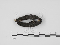 炭角菌屬藏品圖，第1張