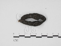 炭角菌屬藏品圖，第3張