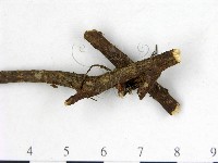 登錄號:F0003695藏品圖，第3張