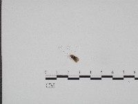 登錄號:F0003696藏品圖，第3張