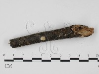 登錄號:F0003699藏品圖，第3張