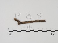 登錄號:F0003700藏品圖，第1張