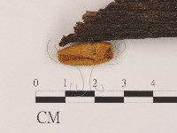 登錄號:F0003710藏品圖，第1張