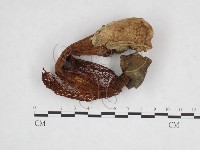 登錄號:F0003712藏品圖，第4張