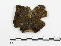 傘菌屬藏品圖，第3張