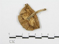 登錄號:F0003714藏品圖，第3張