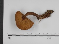 登錄號:F0003717藏品圖，第3張