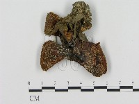 登錄號:F0003722藏品圖，第1張