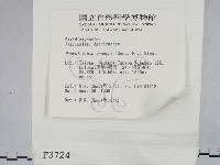 高大環柄菇藏品圖，第2張