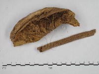 高大環柄菇藏品圖，第3張