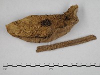 高大環柄菇藏品圖，第4張