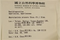 高大環柄菇藏品圖，第5張