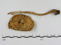 登錄號:F0003725藏品圖，第1張