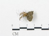 登錄號:F0003726藏品圖，第1張