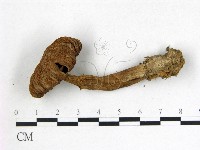 登錄號:F0003727藏品圖，第1張