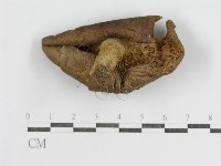 登錄號:F0003728藏品圖，第3張