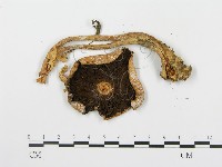 登錄號:F0003729藏品圖，第1張