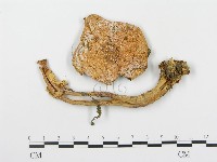 登錄號:F0003729藏品圖，第3張