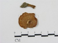 乳菇屬藏品圖，第3張